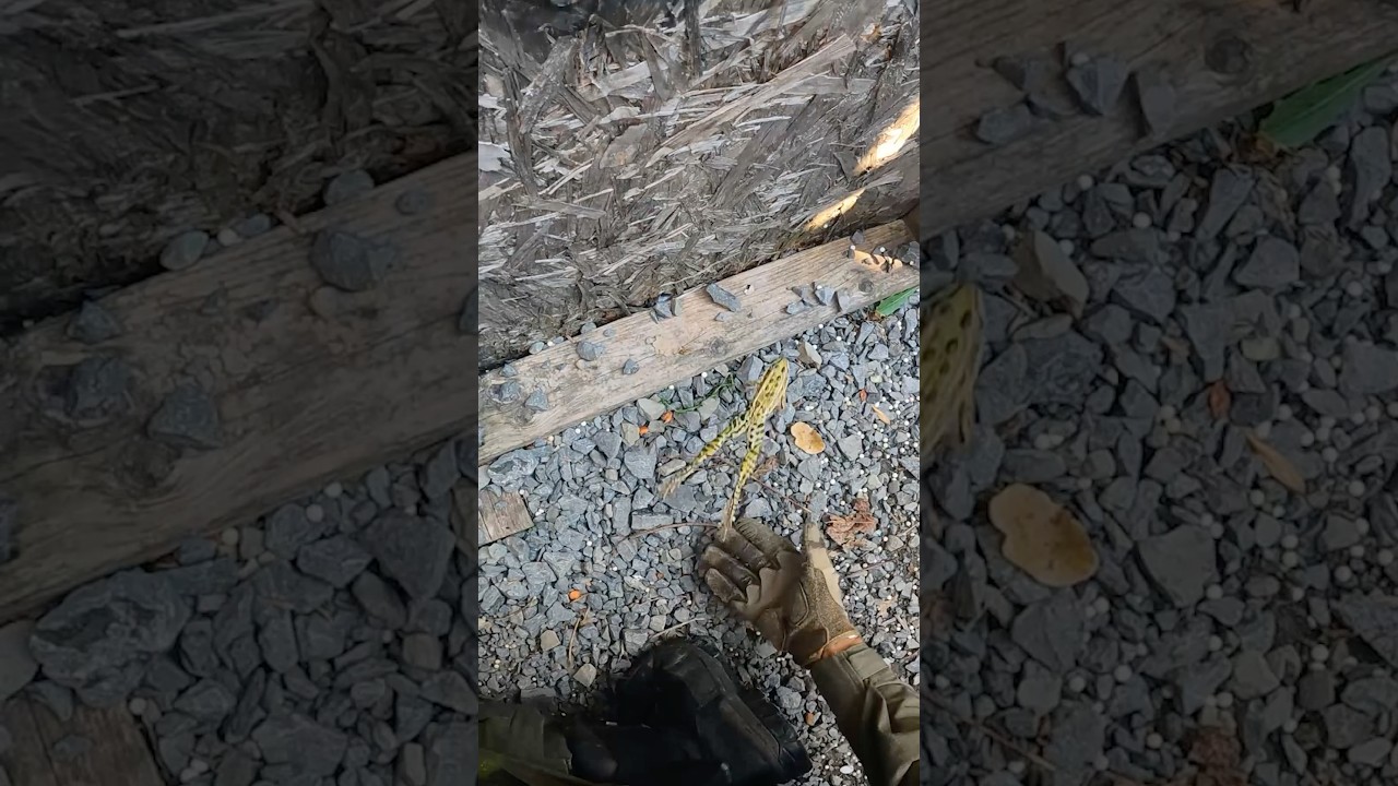 I made it my mission to save this frog&hellip;