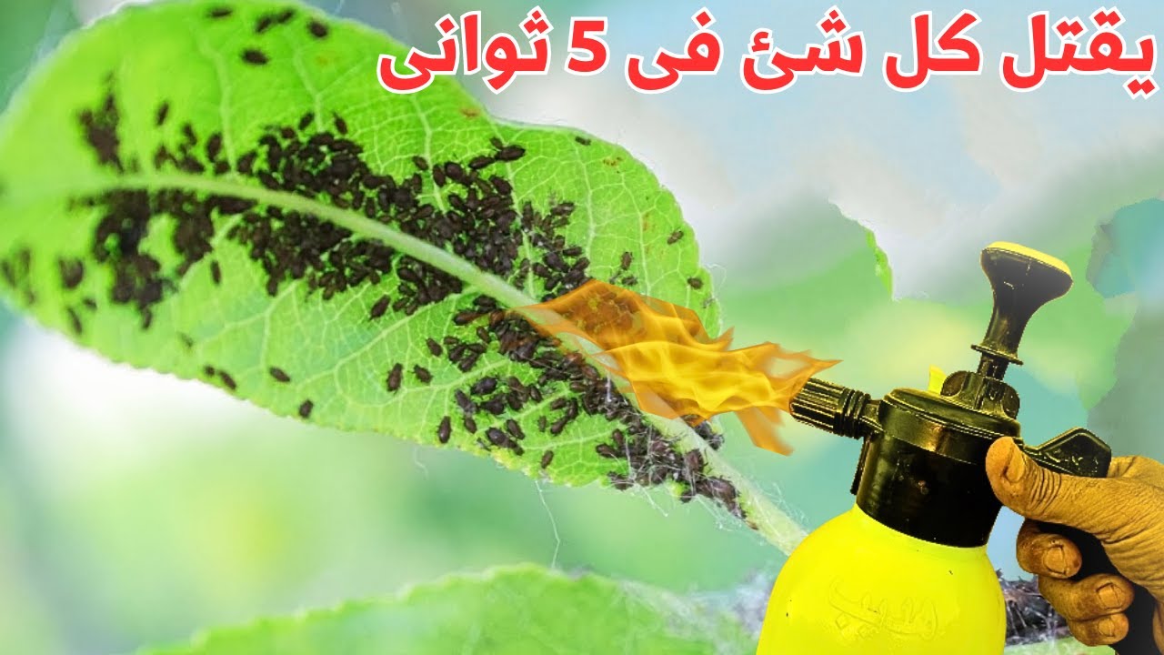رشه واحده كالغاز المسيل للدموع🤬للقضاء على المن والفطريات والنمل وذبابة الفاكهة وكل الحشرات للأبد