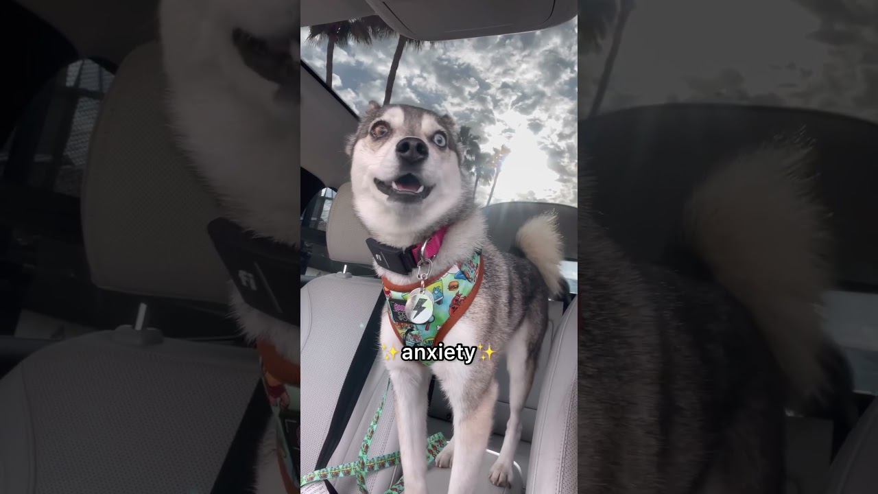 So you think you want an Alaskan Klee Kai #husky #puppy #shorts #kleekai