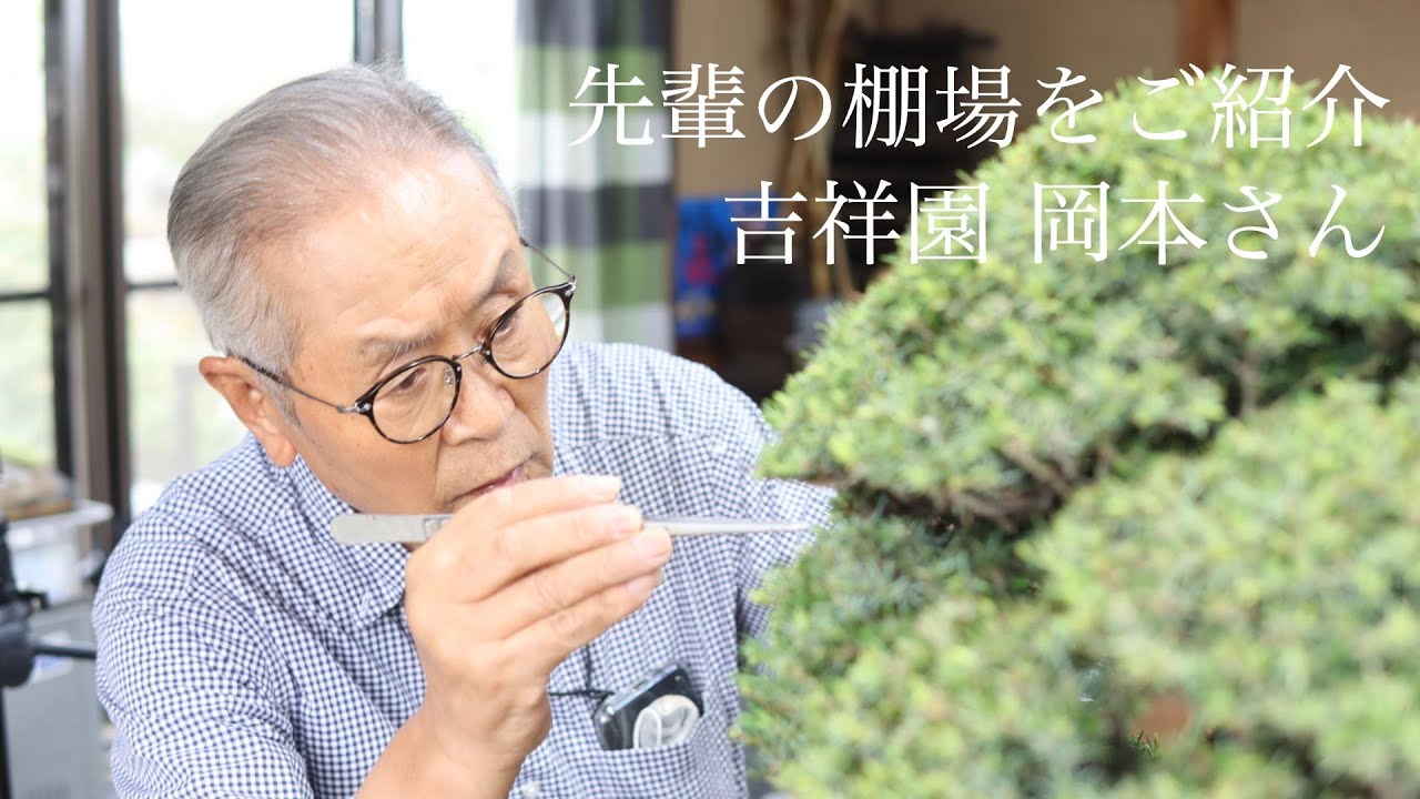 先輩の棚場をご紹介 ! 吉祥園 岡本さんの盆栽