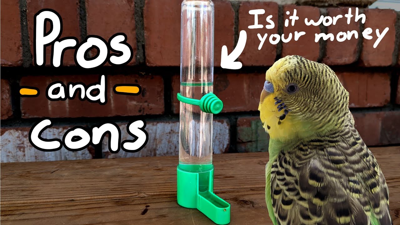 The pros and cons of using a plastic water dispenser for birds.