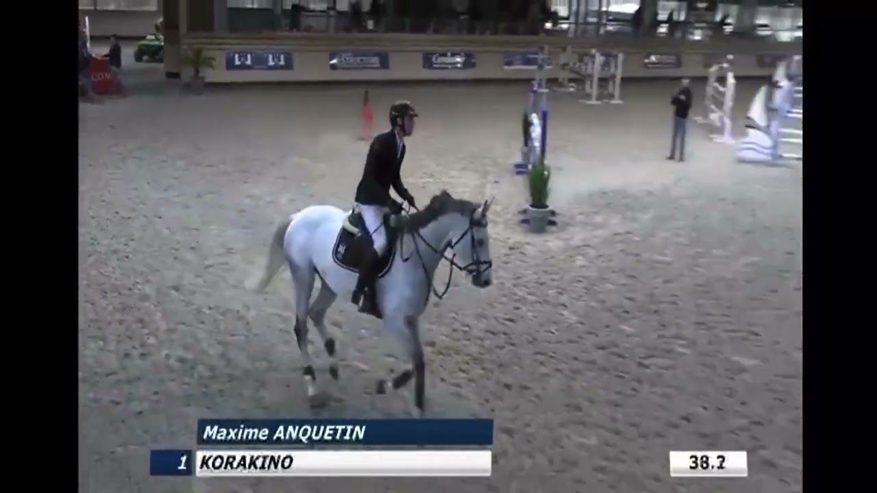 Cheval à vendre - Jument 10 ans KWPN - equirodi.com