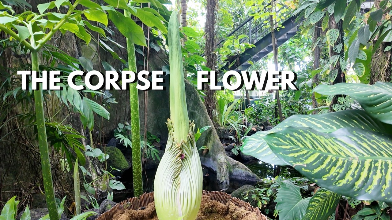 Corpse Flower NYC