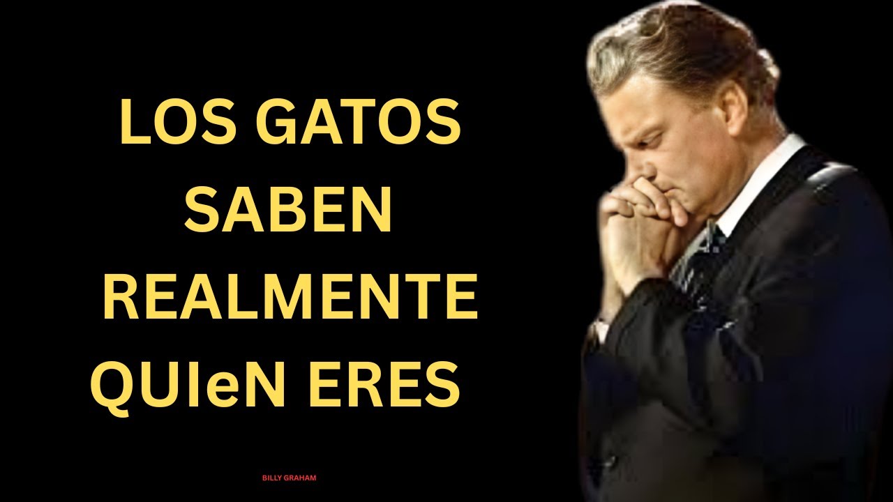 Esta es El Verdadero Motivo por el cual los Gatos son tan Apegados a los Elegidos