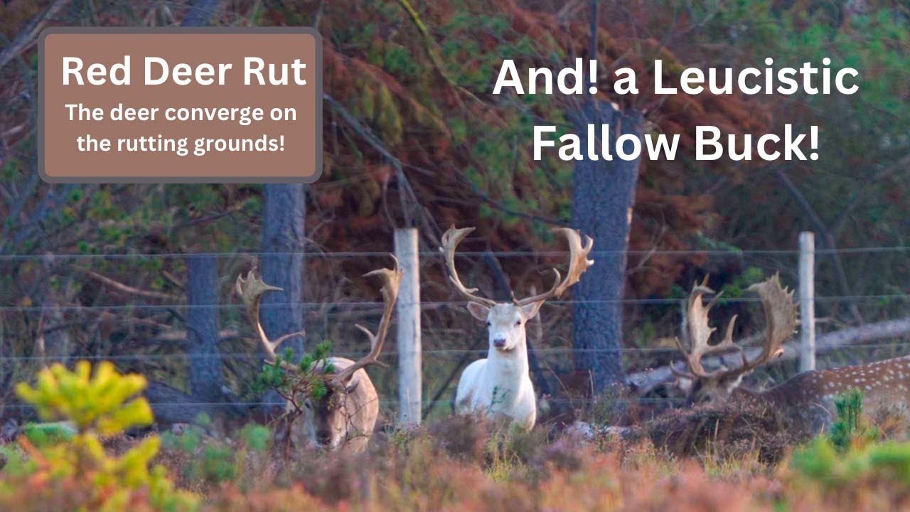 Red Deer Gathering for the Rut Plus White Fallow Buck!