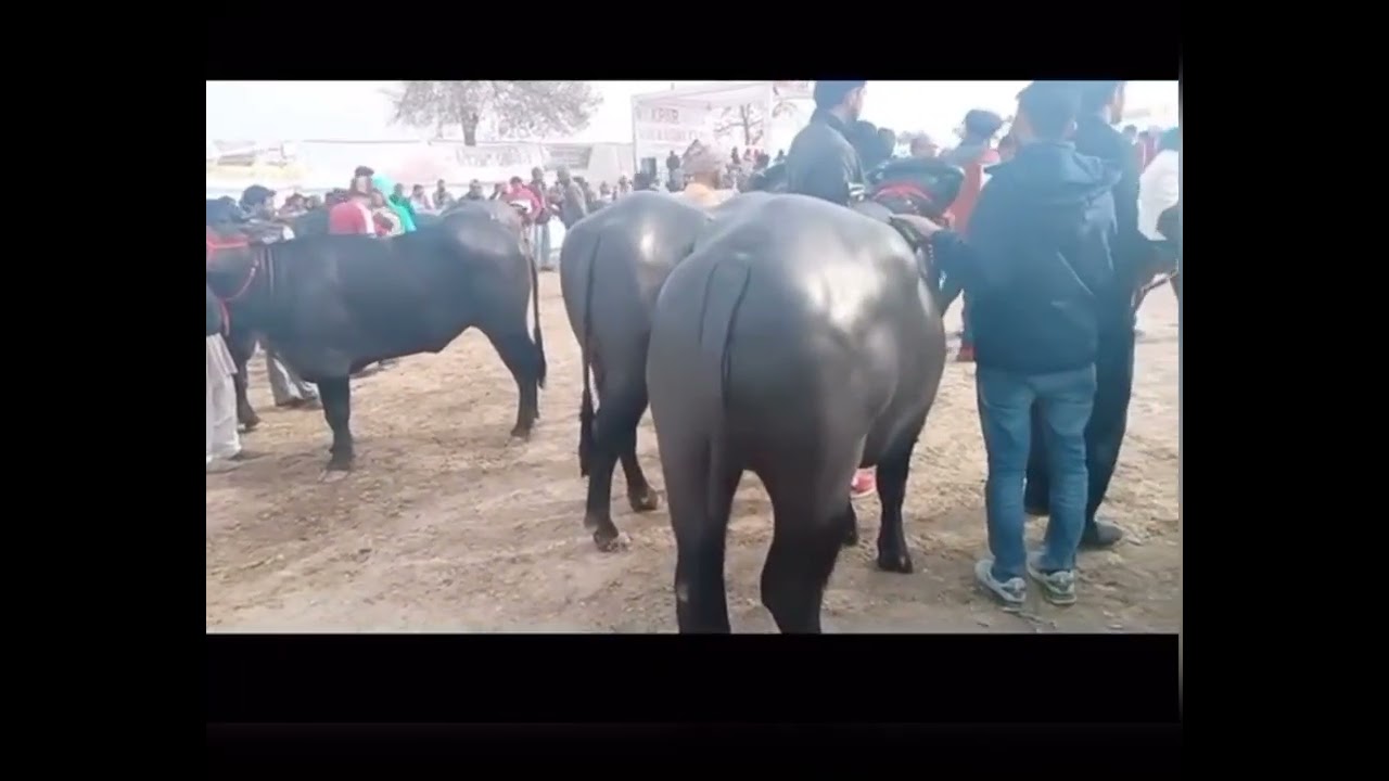Sri Ganga Nagar Kpra Mela 25-1-2026 
