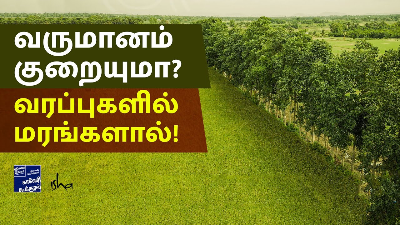 சிறு குறு விவசாயிகளுக்கு கைகொடுக்கும் வரப்போர மரங்கள் | Border Plantation of Trees