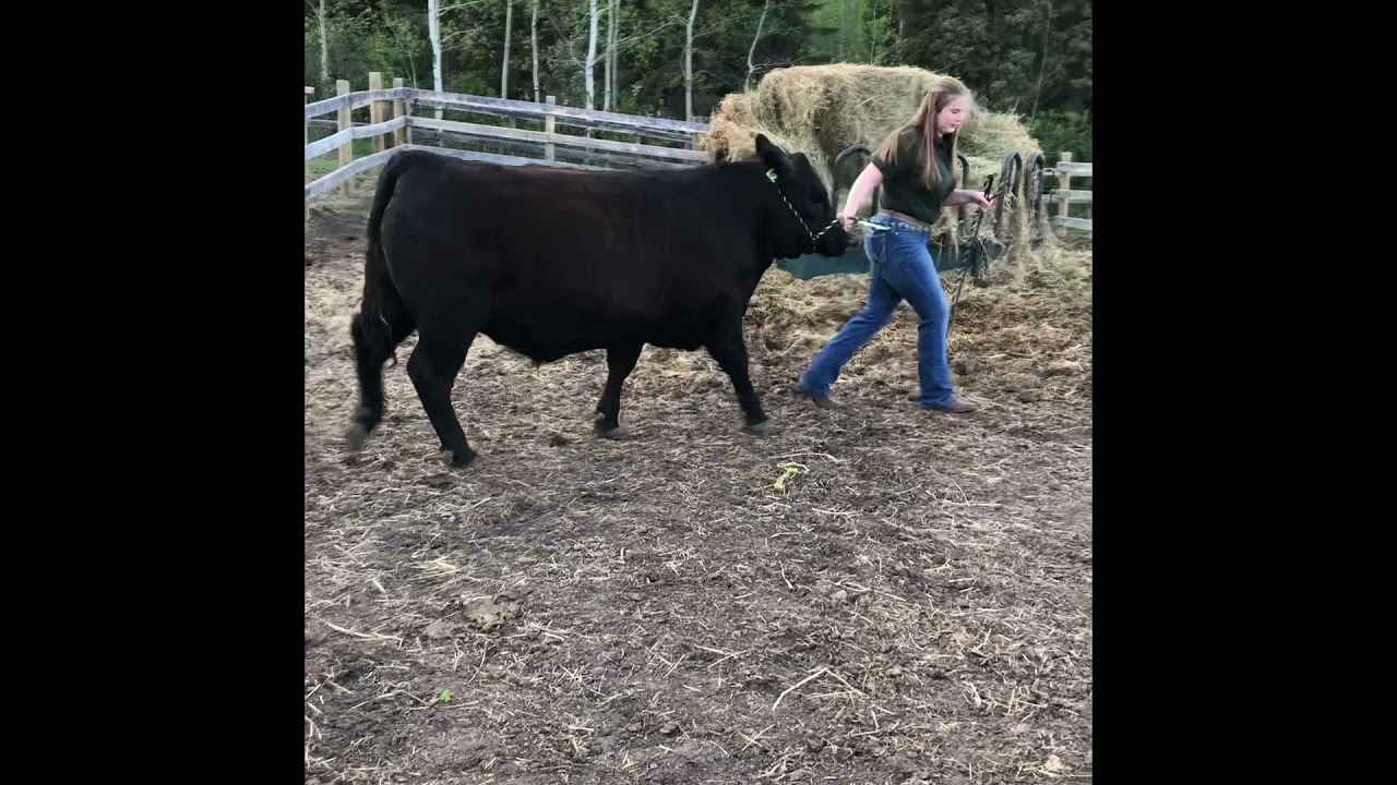 Central Lacombe 4-H Beef Club Faith   Salsbury