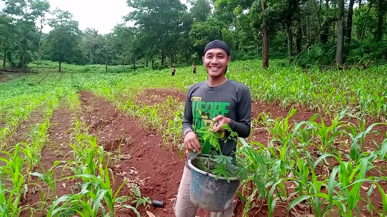 Tanam pohon sengon bareng keluarga 