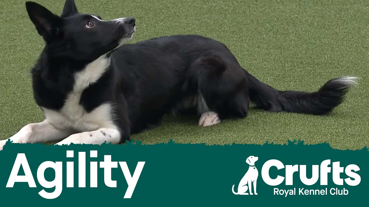 Agility - Crufts Singles Heat - (Jumping) Part 3 | Crufts 2026