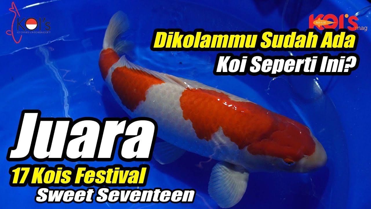 Ikan Koi Terbaik Se Indonesia Diadu Dalam Event 17 Kois Festival Sweet Seventeen