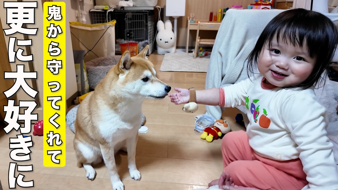 鬼から守ってくれた柴犬がさらに大好きになった2歳児が可愛すぎました笑