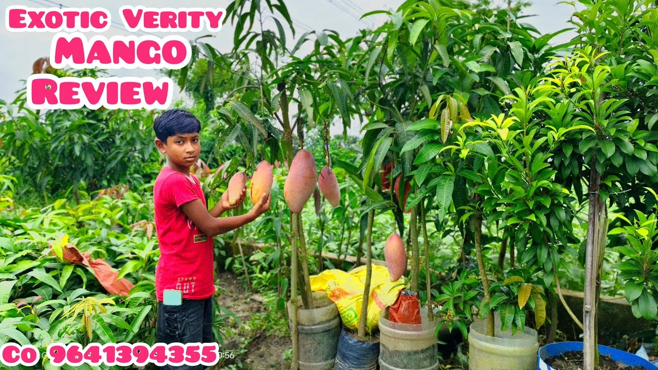 Exotic hybrid Verity Mango || Review ||. Red ivory MANGO|| test review|| co.9641394355