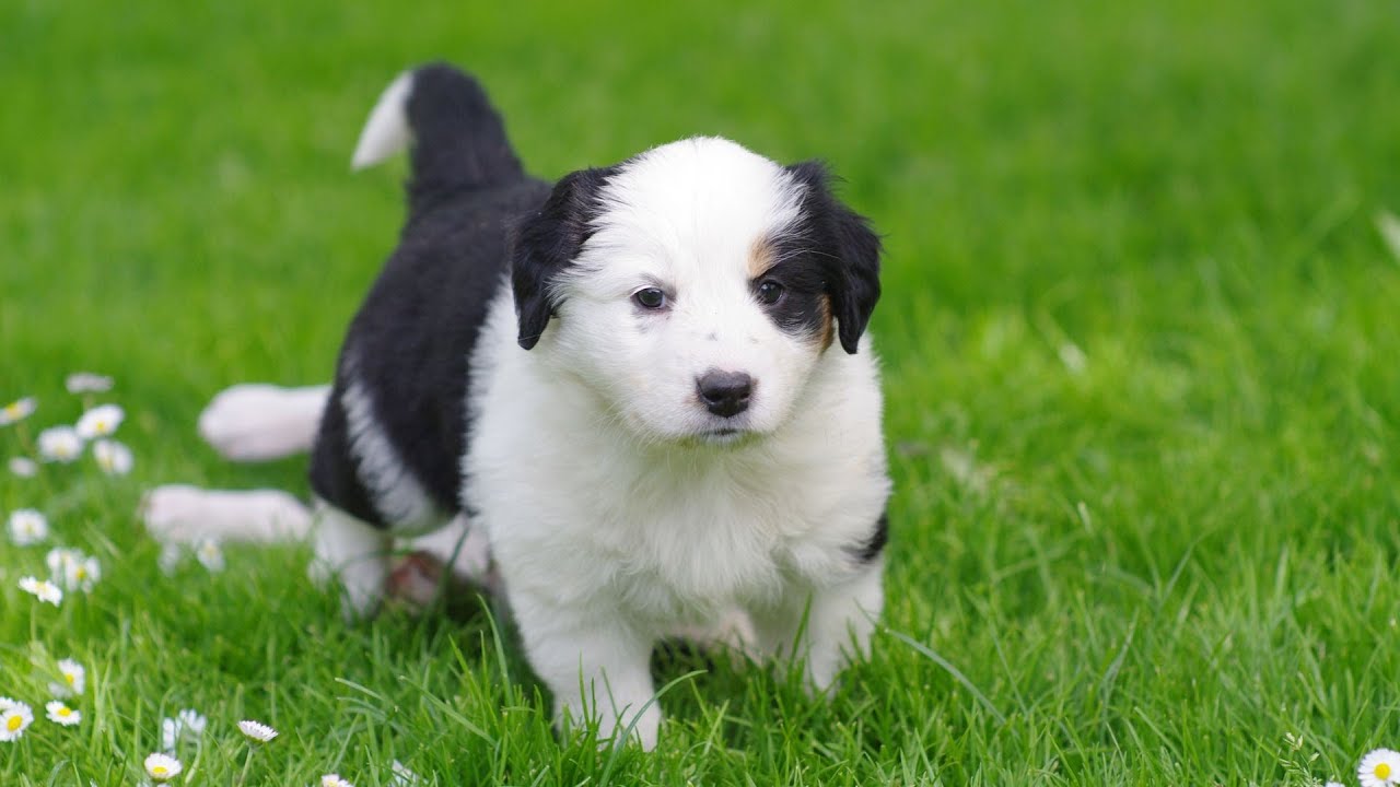 Teach Your Puppy to Come When Called | Puppy Care