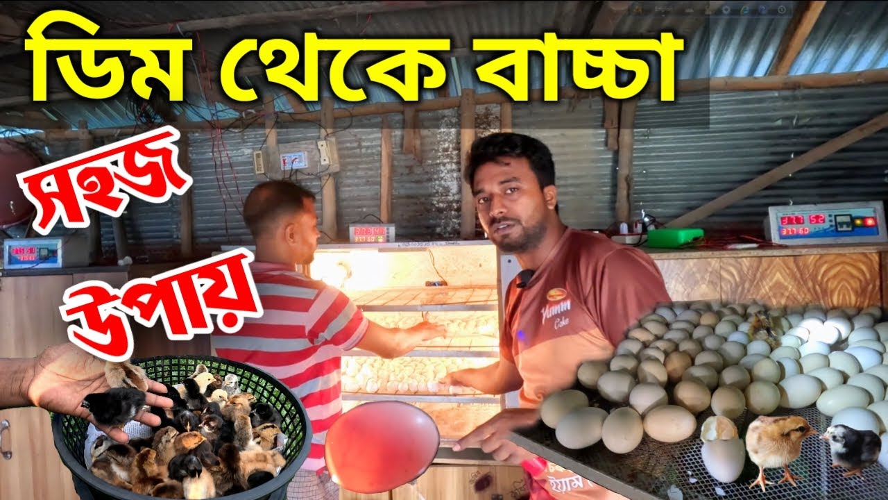 মুরগির ডিম থেকে বাচ্চা ফোটানোর পদ্ধতি ।। দেশি মুরগির বাচ্চা কোথায় পাওয়া যায় ।। মায়া বাংলা BD