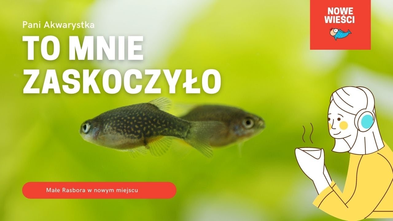 #Rasbora #Galaxy , nowy dom | Pani Akwarystka