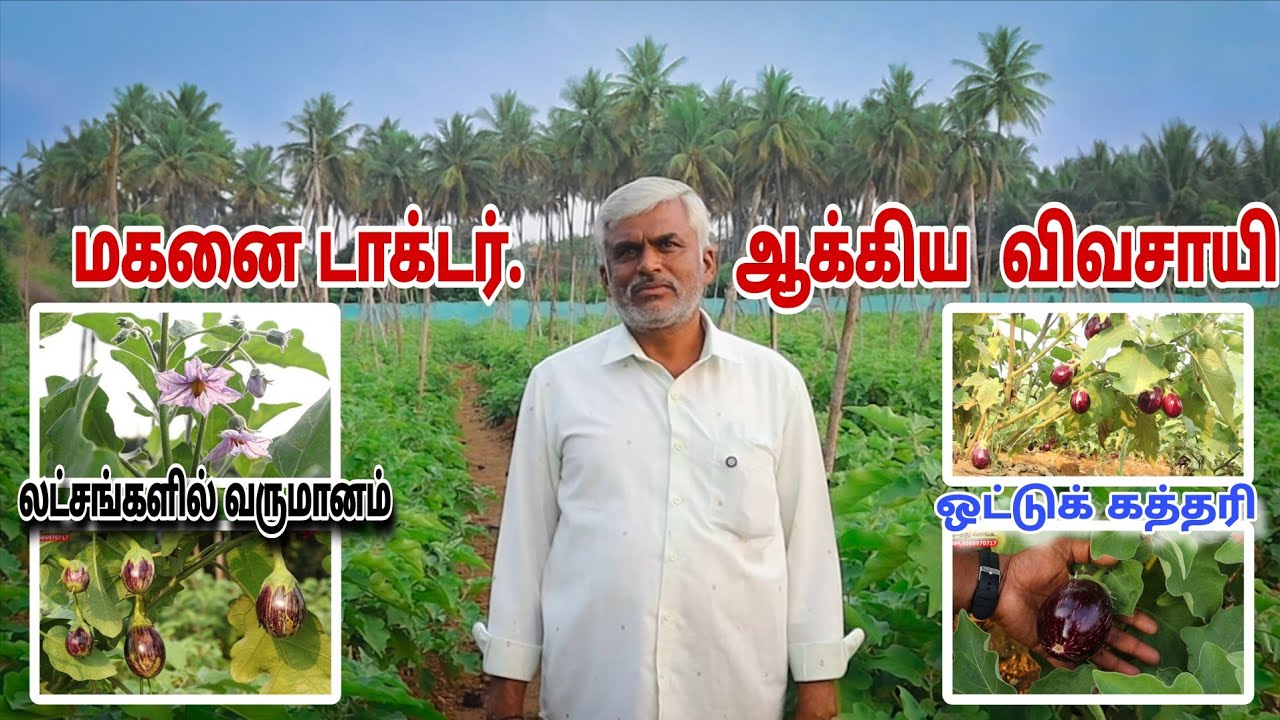 🔥 கத்தரி விவசாயத்தில் 2 லட்சம் லாபம் எடுக்கும் விவசாயி 💢 #pannaiveedu #brinjal 