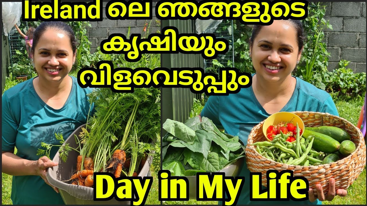 ജോലി കഴിഞ്ഞു വന്നാൽ പിന്നെ കൃഷിപ്പണി/Day in My Life Ireland/Ireland Malayalam Vlog/ Life in Ireland/