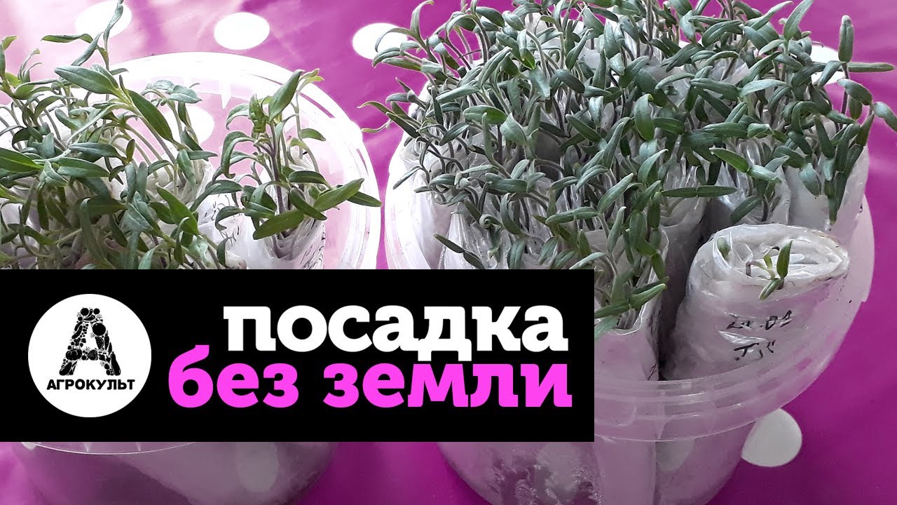 Посадка без земли! Самый удобный способ посева рассады. Самокрутки. Экономим место, почву и время.