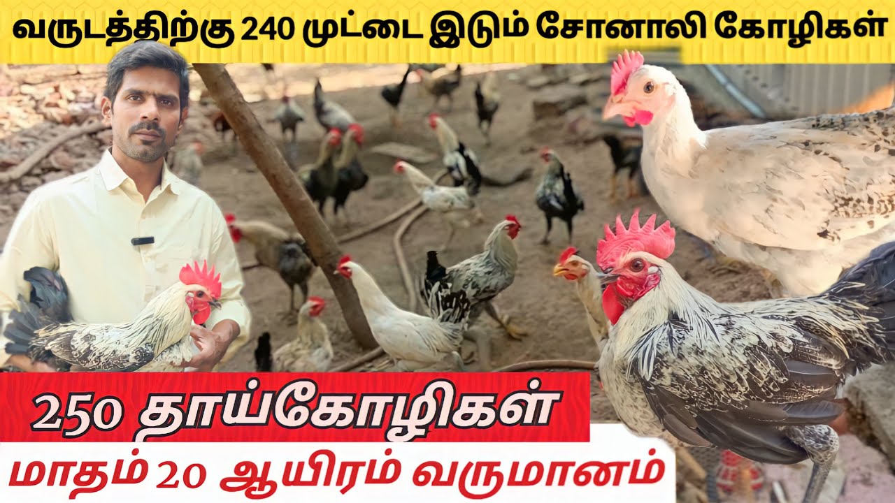 250 சோனாலி தாய்கோழிகள் மாதம் 20ஆயிரம் வருமானம் | வருடம் 240 முட்டைகள் | sonali chicken #sonalichicks