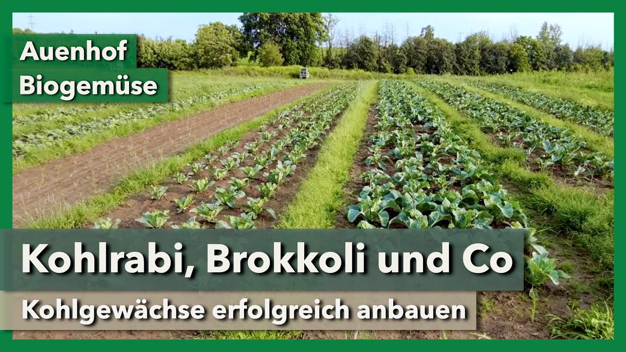 Kohlgewächse im Bio-Gemüsebau - Pflanzung, Düngung, Bewässerung, Netz | Auenhof | Rundgang 4 | 2023