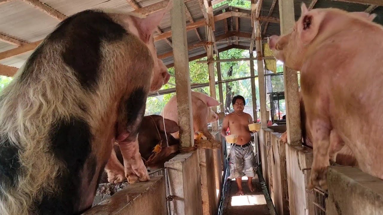 pag aalaga ng Barakong Baboy | Piggery |Agribusiness