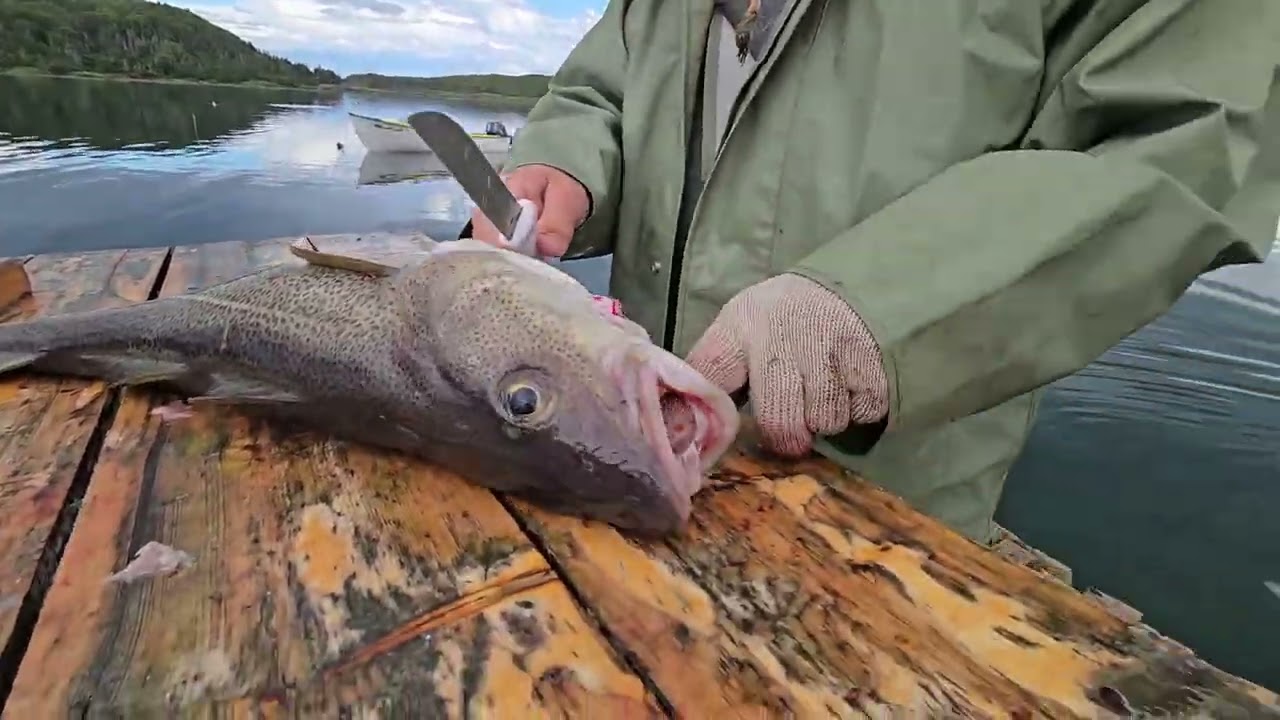 Preserving and cleaning, splitting our cod fish for the winter. 