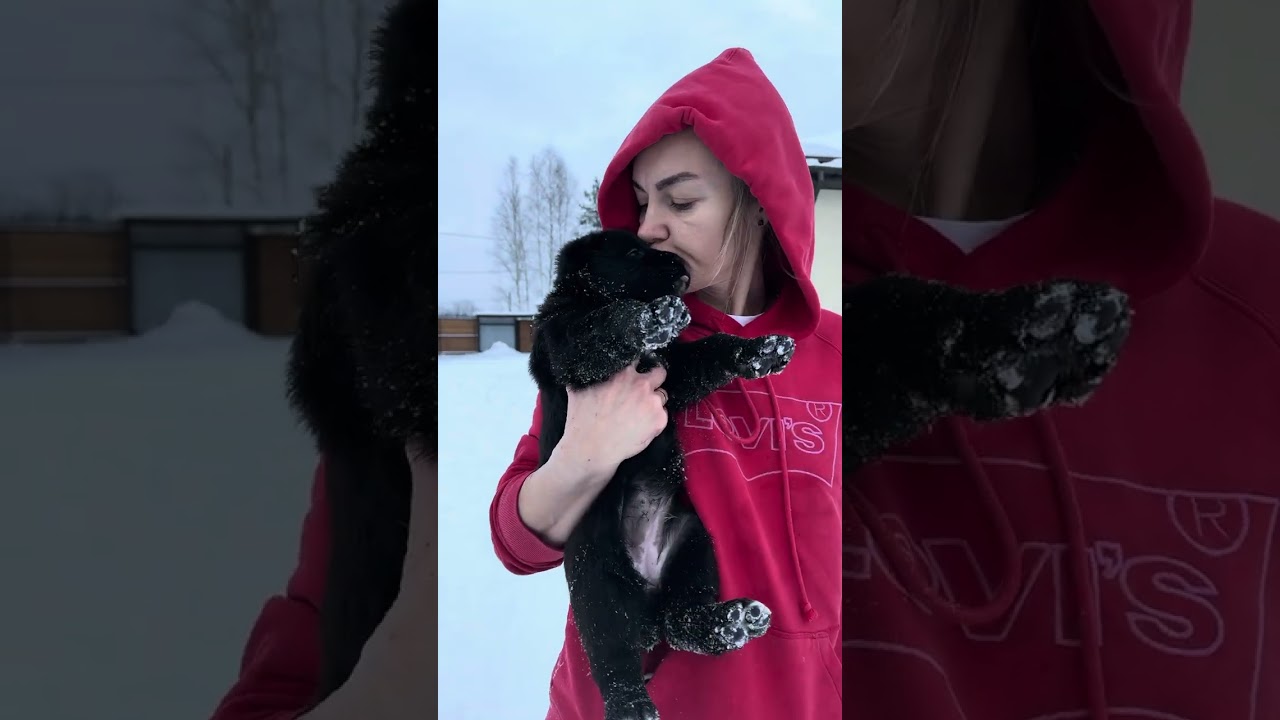 Малыши-карандаши, подросли, живут отдельно 🥰 #алабай #щенокалабая #майбахалабай