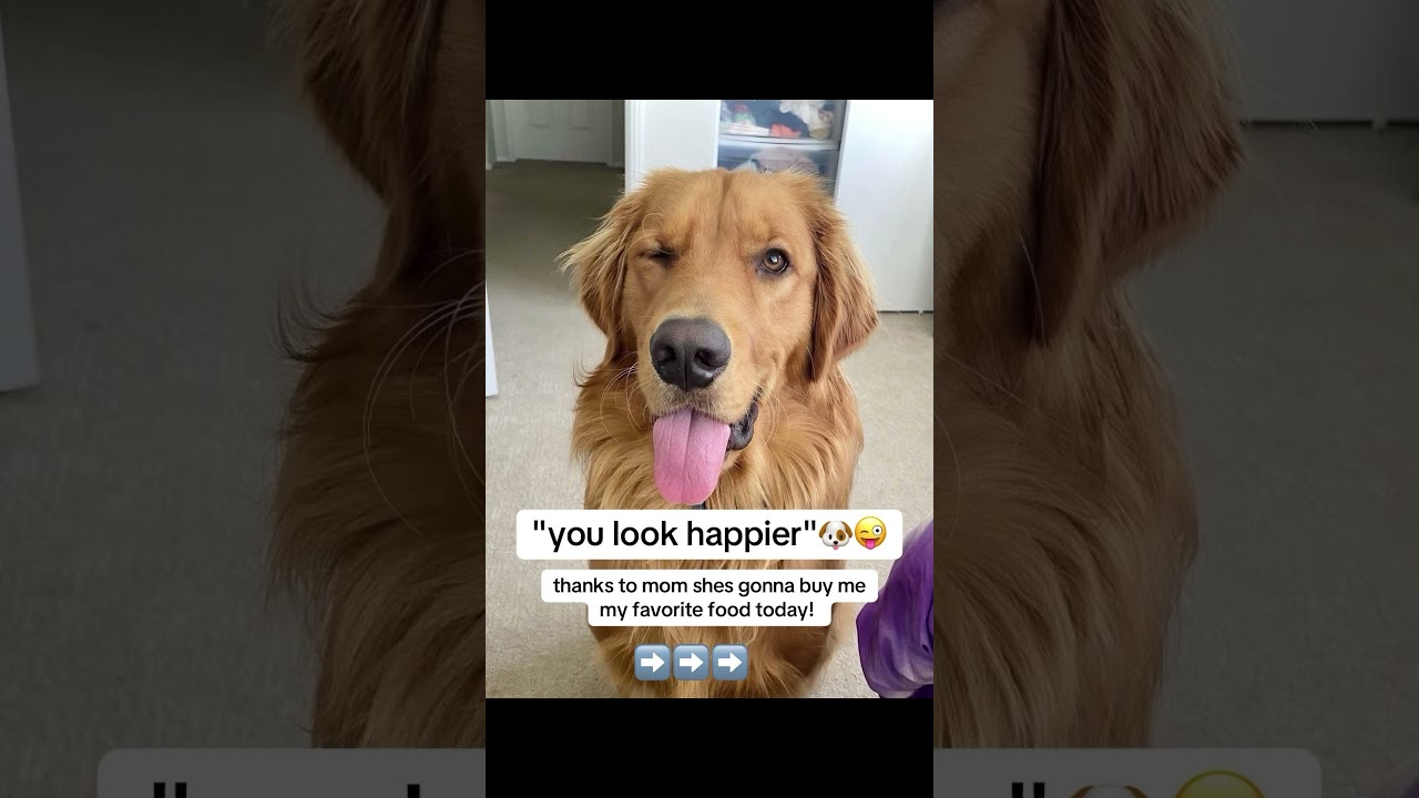 #dog #furparent