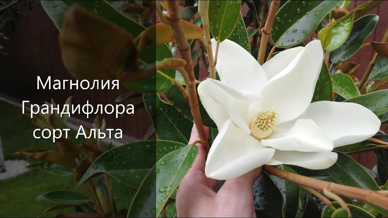 Обзор Магнолии Грандифлора, сорт Альта