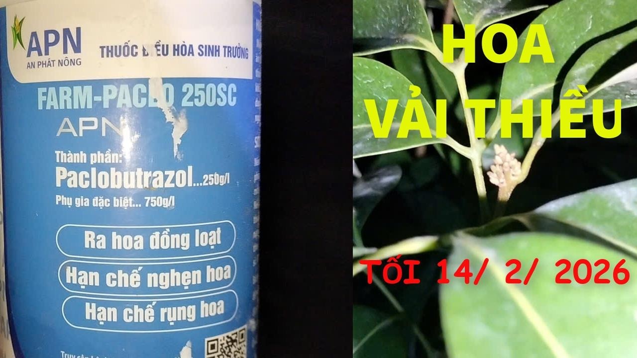 Phun Paclobutrazol, giúp vải Thiều ra hoa khi đất quá ẩm ướt.