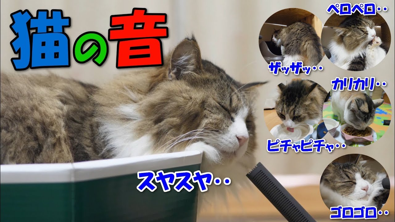 超高音質マイクで猫の生活音を集めたら癒しのサウンドでした♪