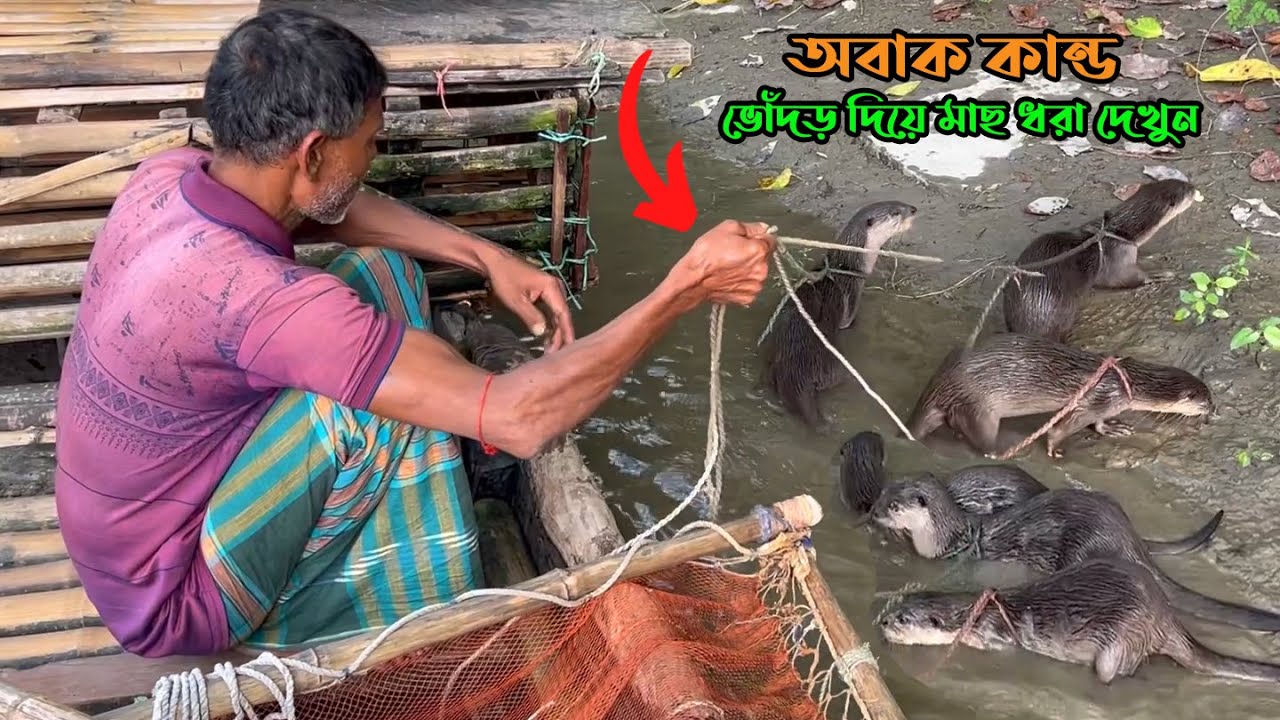 ভোঁদড় দিয়ে মাছ শি'কার। জেলেরা ভোঁদড় দিয়ে কিভাবে মাছ ধরে দেখু'ন।