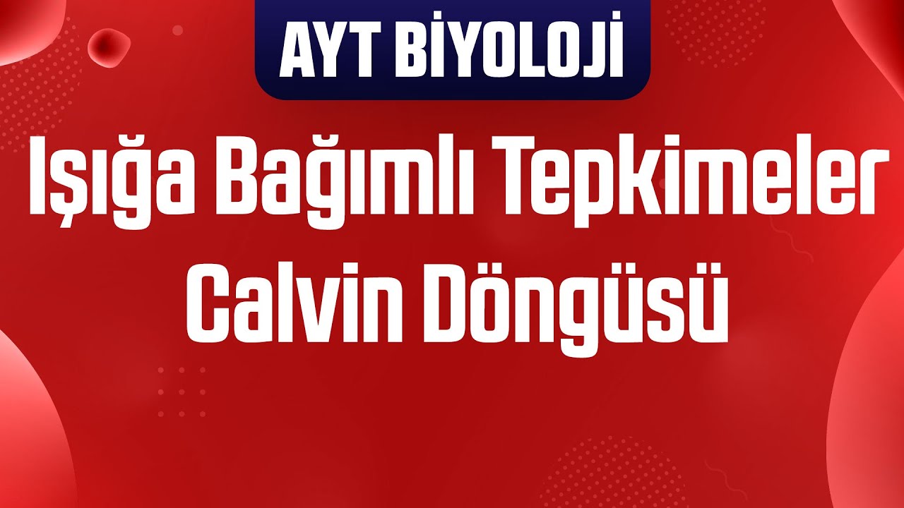 48) Işığa Bağımlı Tepkimeler ve Calvin Döngüsü (Aras Tuğcu Çizimleriyle)