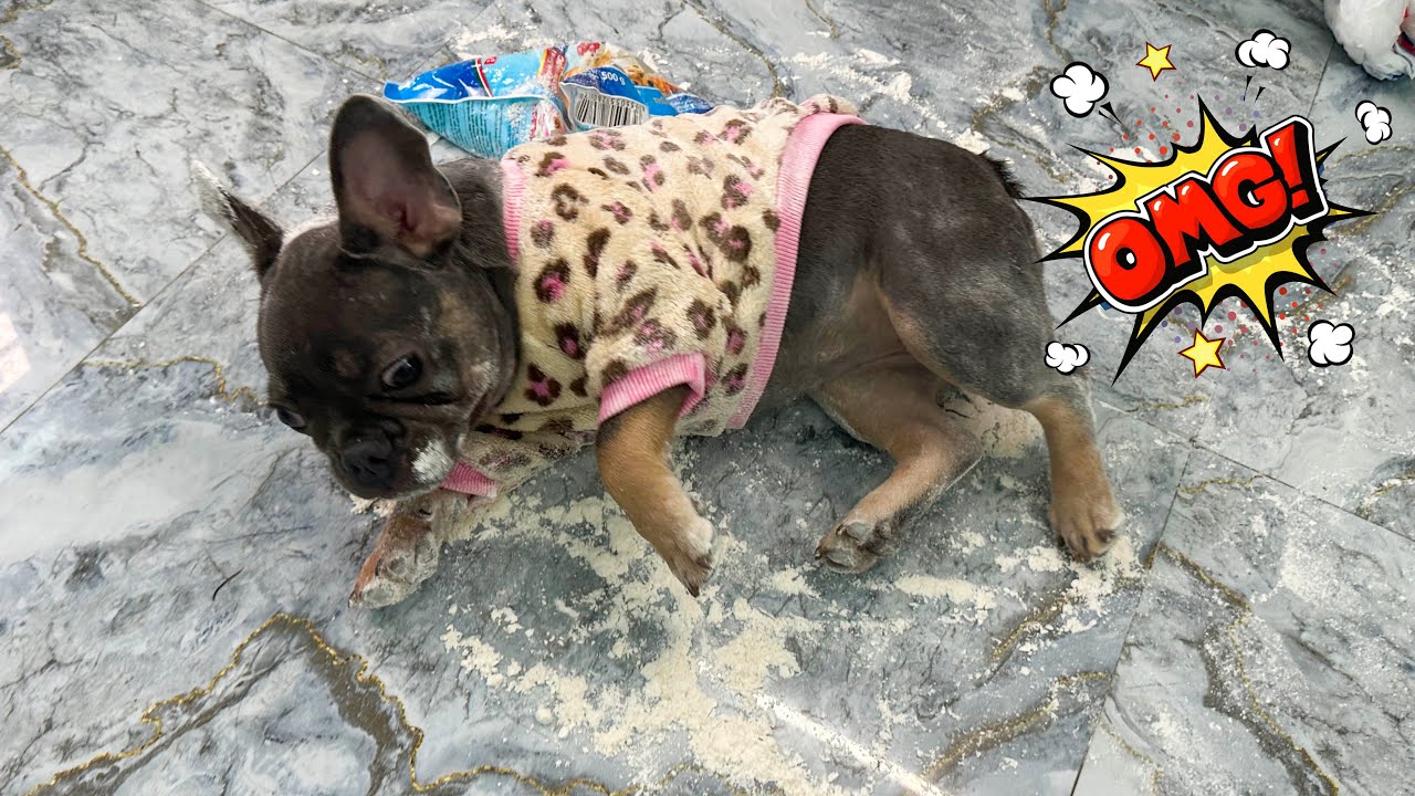 My Dog ​​Keeps Me Busy With The Flour | Funny Dog Video
