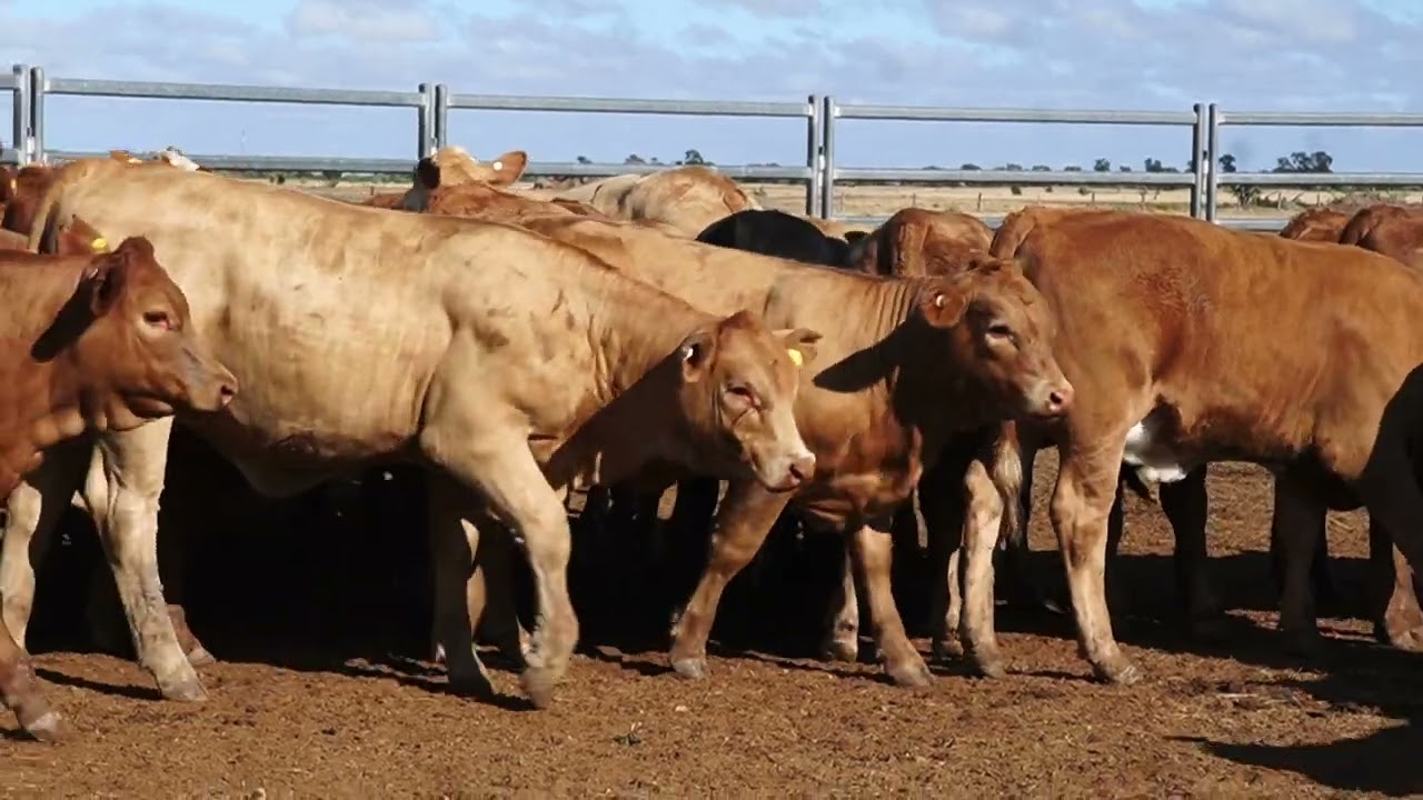 Crackatin Cattle Co - 37 Charolais X Heifers