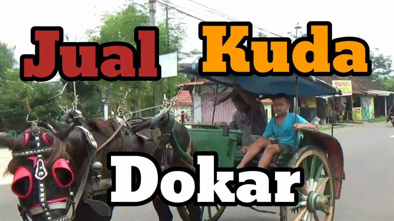 JUAL KUDA JANTAN HITAM - Biasa tuk Dokar
