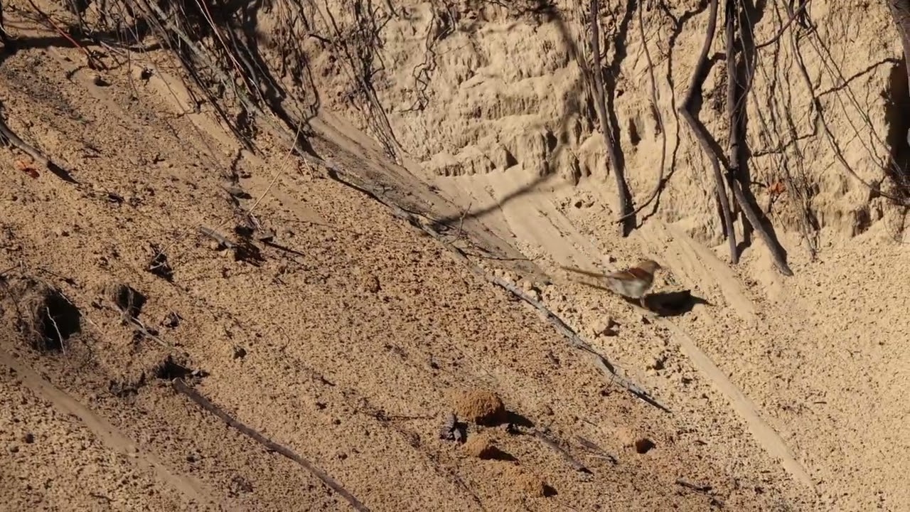 Brown Thrasher running in the sand
