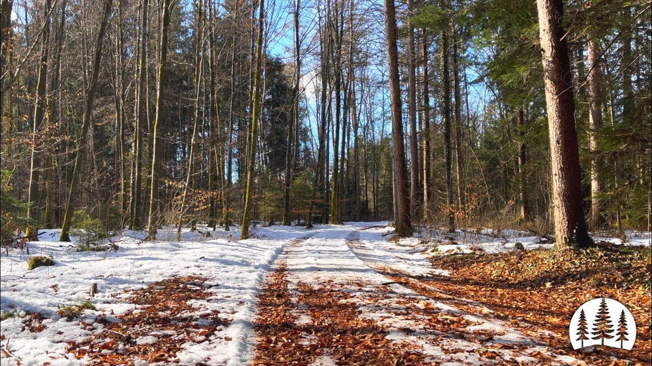 Forest Nature Sounds - Peaceful Ambience for Relaxation, Study & Sleep (3 Hours)