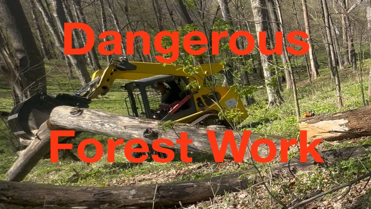 Очистка леса, полного мертвых и опасных деревьев. Часть 2 #погрузчик #stihl #работыполесоразведке...
