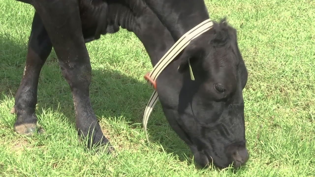 Farmers Use AI, High Tech Tools to Monitor Cows