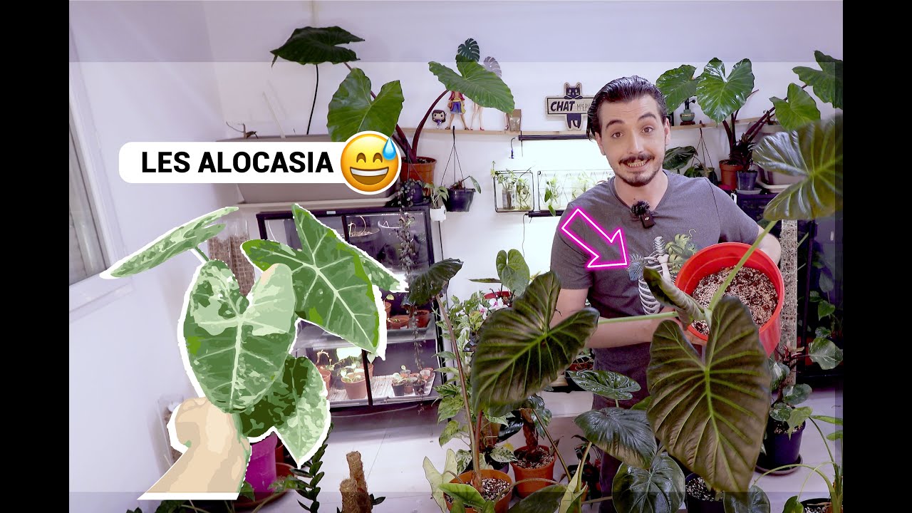 Comment s'occuper des Alocasia ??