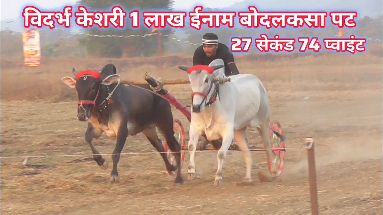 1 लाख ईनाम विदर्भ केशरी बोदलकसा पट जगत गुरु मोखे साकोली सुलतान और सिकंदर बैलजोड़ी दौड़ ox race 