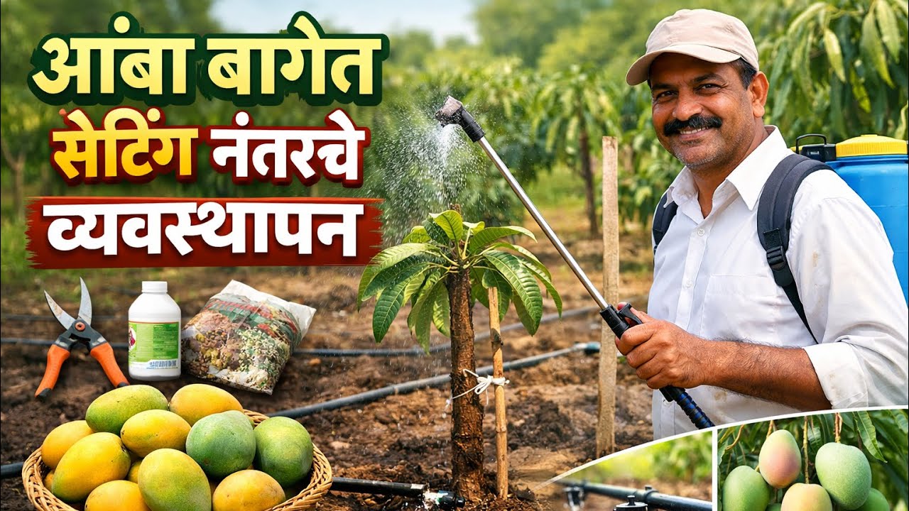 आंबा 🥭 बागेत सेटिंग नंतरचे व्यवस्थापन 9960541622/8805323511