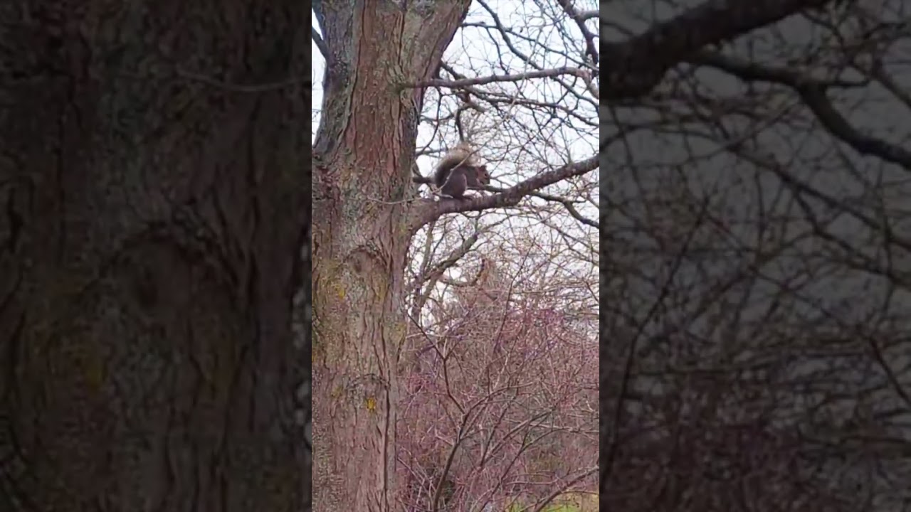 Squirrel Snacking