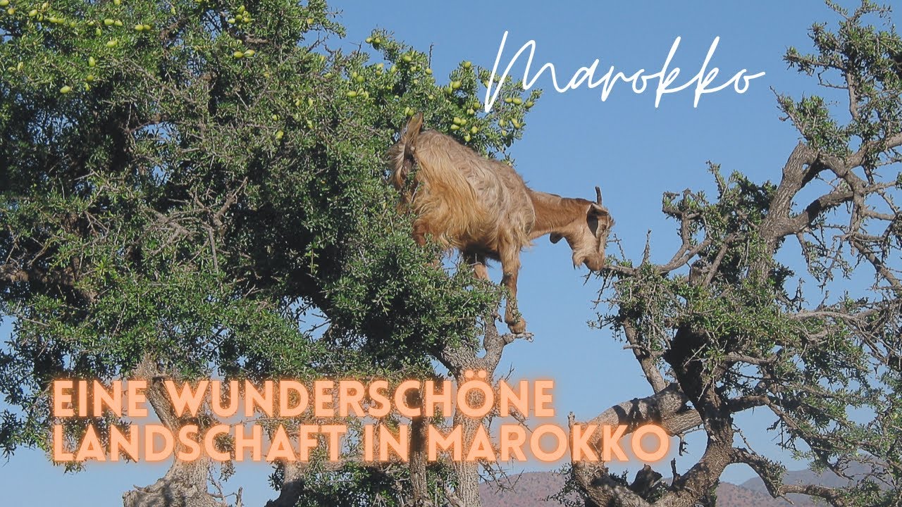 Morocco: Experience Morocco🇲🇦Marokko erleben رحلة بالمغرب