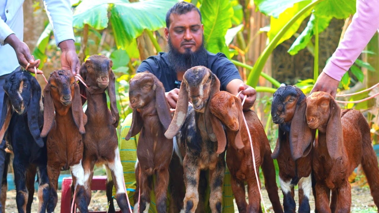 দামে কম মানে ভালো ছাগল কিনুন। #farming #goat 