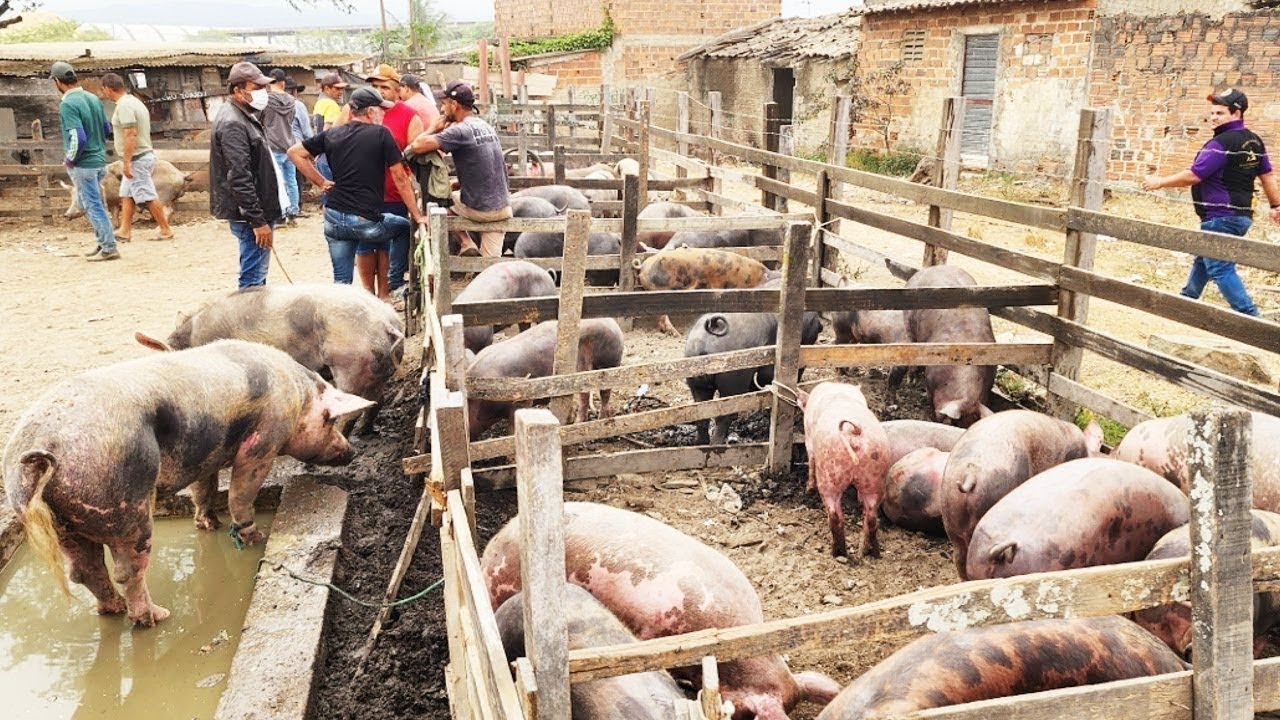 FEIRA DE SU&Iacute;NOS EM CARUARU PE, AL&Eacute;M DE CAPRINOS E OVINOS  07-10-2025 #nordeste