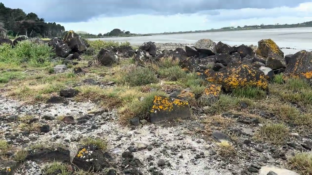 #puketutu #island #nature #sealife 