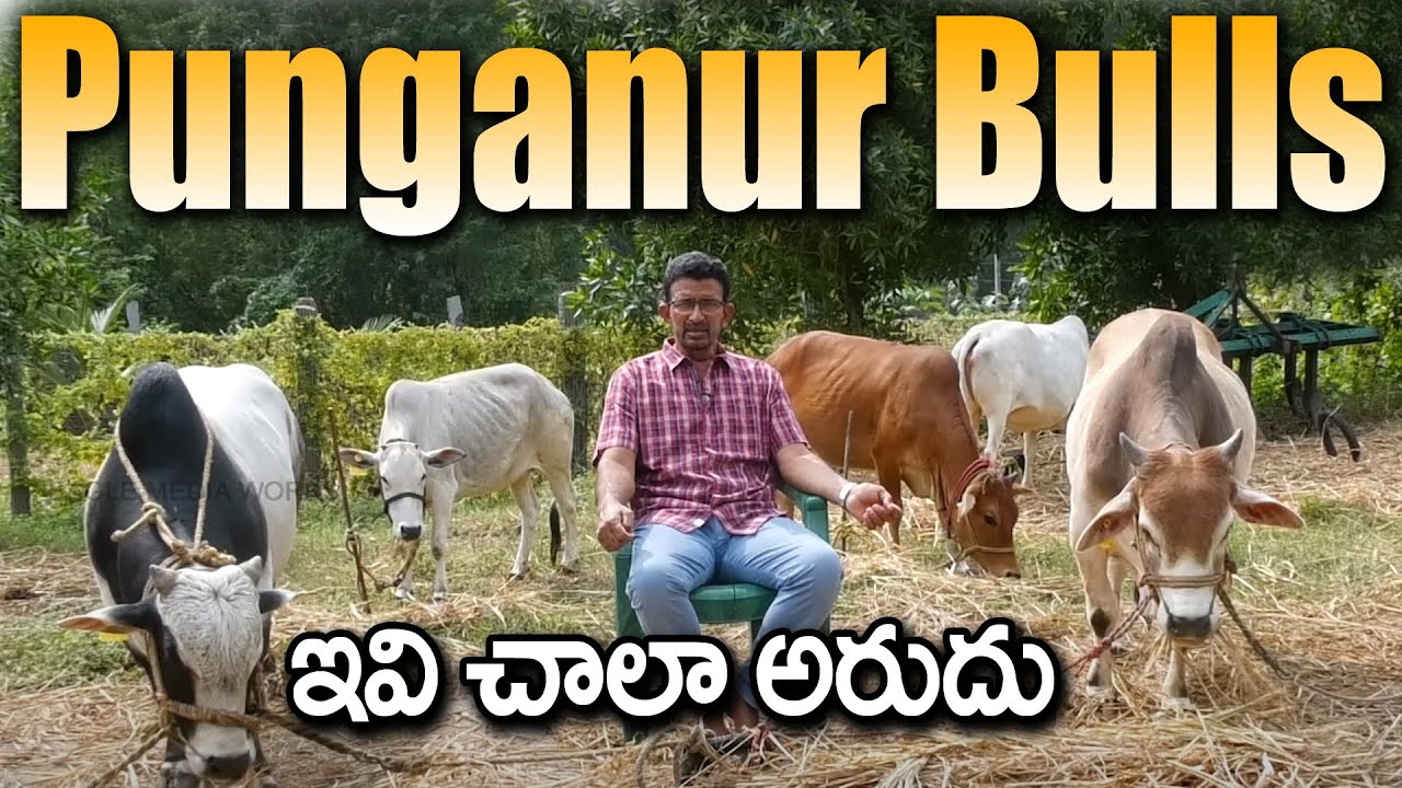 Top Quality Punganur Bulls | Best Cow Breads in India |  Eagle Media Works